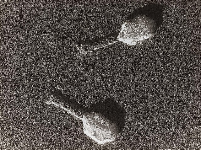 Electron micrograph of bacteriophage.