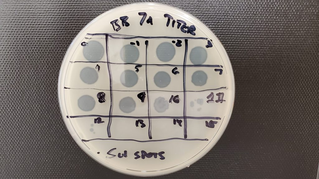 A petri dish with a 4x4 grid, some of which have spots in their centers.