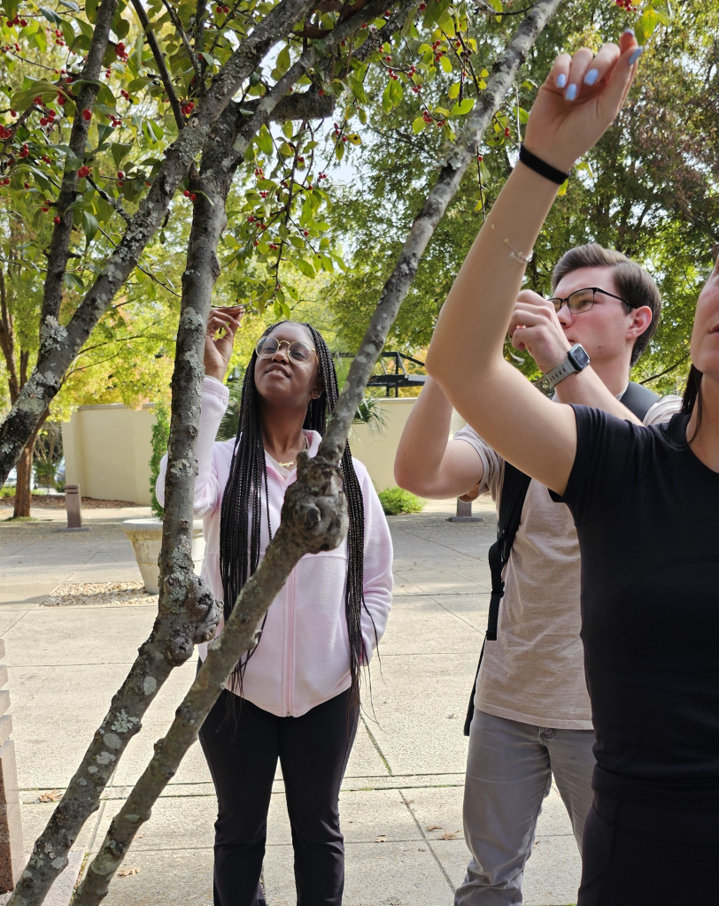 Three students examining the leaves of a tree.