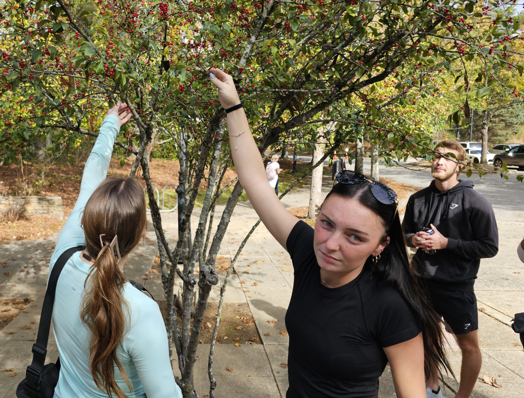 Two students reaching into a tree to examine small berries, and a third student watching.